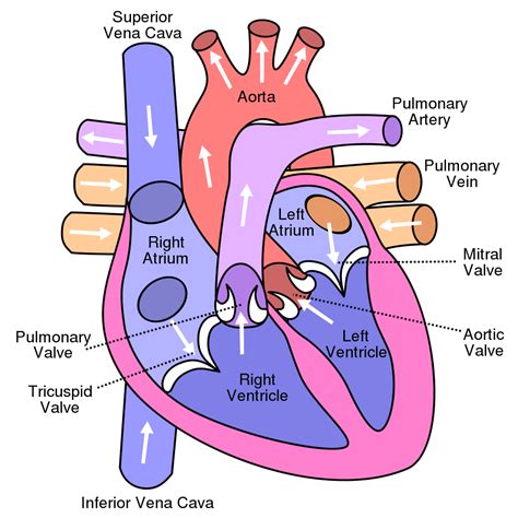 human heart diagram label 